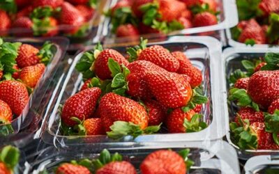 Precision and Performance: Why Plastic Food Containers are Still a Kitchen Essential
